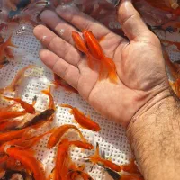 ماهی گلدفیش شب عید|ماهی|سنگر, |دیوار