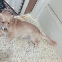 پت گلدن پامر میکس نر