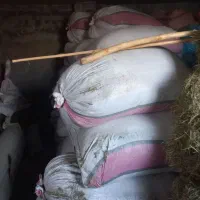 کاه|لوازم جانبی حیوانات|بروجرد, |دیوار