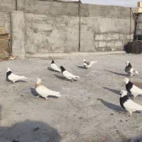 کبوتر|پرنده|فولادشهر, فولادشهر|دیوار