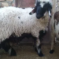 بره نر چاق و چله