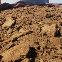 کودگوسفندی وگاوی درجه یک