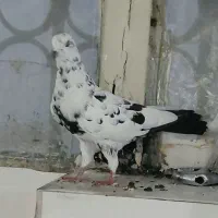 ۲ تا نر ب شرط