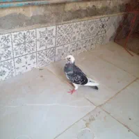 ماده ابلغ