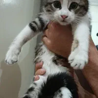 گربه ماده