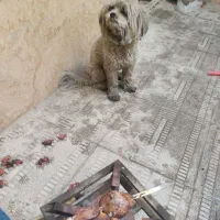 سگ‌پیدا شده