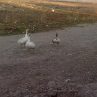 غاز محلی تخم گذار|حیوانات مزرعه|مشگین شهر, |دیوار