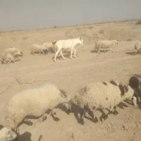الاغ