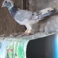 کبوتر ابلغ سبز نر ابلغ سیاه نر