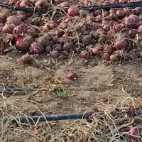 15تن پیاز قرمز