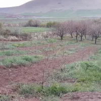 باغ|فروش دفتر صنعتی، کشاورزی، تجاری|دینور, |دیوار