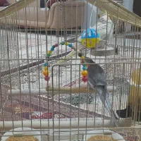 یک جفت عروس هلندی|پرنده|بجنورد, |دیوار