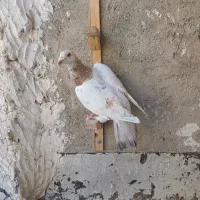 کبوتر سرور و کله هما  جفتگاه و صید