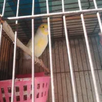 قناری نر سرحال دوساله