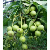 غرب نهال باتولید و توزیع نهال بصورت انبوه|خدمات باغبانی و درختکاری|پلدشت, |دیوار