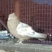 نر سینه زرد|پرنده|پاسارگاد, |دیوار