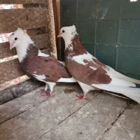 فروش کبوتر پرشی کاشان تهران