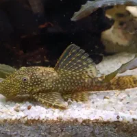 کت فیش و ماهی گوپی