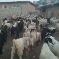 بزمیش خوب داشتی|حیوانات مزرعه|دشمن زیاری, |دیوار