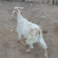 یه دونه کهره نر قیمت ۵۷۰۰|حیوانات مزرعه|داراب, |دیوار