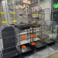 جشنواره قفس چهارلیوان ...