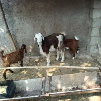 بزجوانبادوکهرهویکچپش