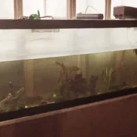 آکواریوم|ماهی|مشهد, ادیب نیشابوری (شهرک غرب)|دیوار