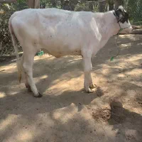 گوساله ماده