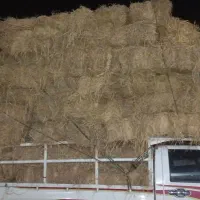 کمل ،کاه شالی|لوازم جانبی حیوانات|دابودشت, |دیوار