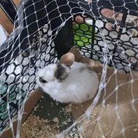 خرگوش لوپ مینیاتوری|موش و خرگوش|فردیس, فرامرزیه|دیوار