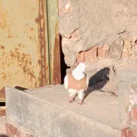 کبوتر|پرنده|تبریز, |دیوار