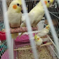 عروس لوتینوهلندی مولد4تا