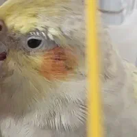 فروش عروس هلندی|پرنده|رزن, |دیوار