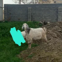 بز آبستن مایه کرده