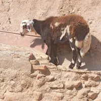 برقوچی پلنگی اصیل
