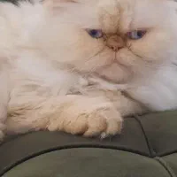 گربه پرشین ماده|گربه|پاکدشت, پاکدشت (مامازند)|دیوار