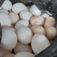 تخم مرغ محلی طبیعی|خوردنی و آشامیدنی|قم, نیروگاه|دیوار