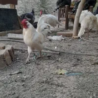 بقلمون  نر خروس گلین|حیوانات مزرعه|شاهدشهر, |دیوار