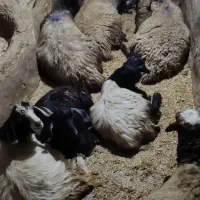 7گوسفند نر 6بزنر همه سالم  تمیز