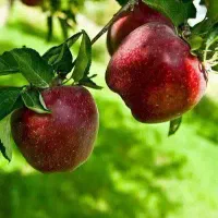 ارائه نهال سیب میراکل