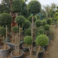 مورت چند کله وتک کله ، لیگستروم و یاس هلندی پیوندی