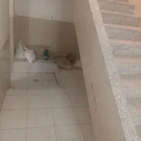 خانه اجاره ای1(زیرزمین)|اجارهٔ خانه و ویلا|یزد, |دیوار