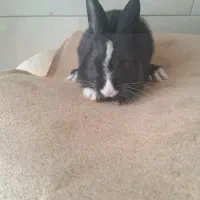 دوتا خرگوش  هم رنگ  طبق  عکس