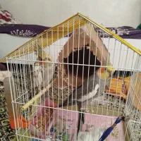 طوطی عروس آموزش دیده و با تجهیزات