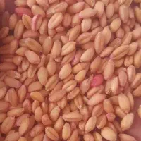 گندم ریژاوو باران جوانرود