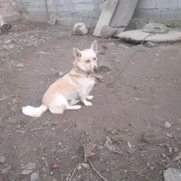 دو عدد پاکوتاه نر ماده به علت نداشتن مکان واگذاری