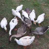 غاز محلی، اوکراینی، لیندا