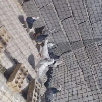 کبوتر|پرنده|جلیل آباد, |دیوار