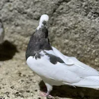 کبوترطوقی|پرنده|چابهار, |دیوار