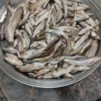 ماهی شوچی عجم